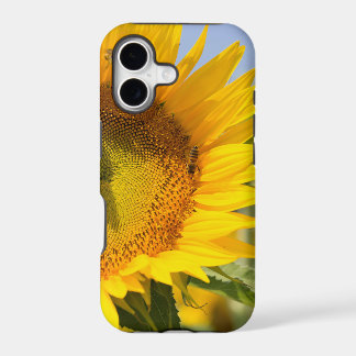 Glorious sunflowers!