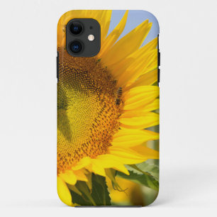 Glorious sunflowers! Case-Mate iPhone case