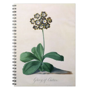 Glory of Chilton (gouache on vellum) Notebook