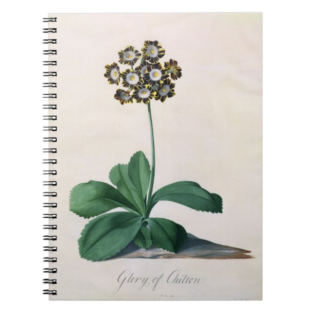 Glory of Chilton (gouache on vellum) Notebook (Front)