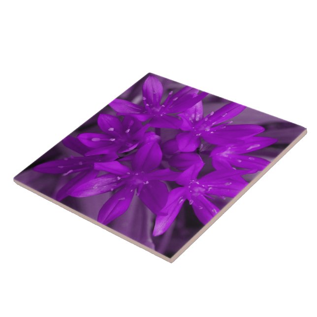 Glory of the Snow Purple Tile (Side)