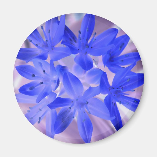 Glory Of The Snow Shocking Blue Magnet (Front)