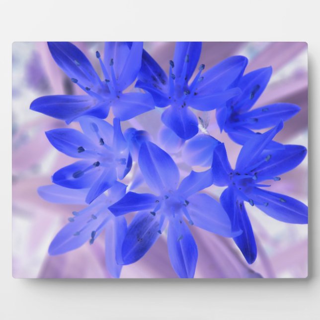 Glory of the Snow Shocking Blue Plaque (Front)