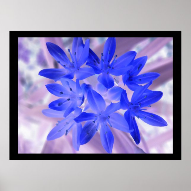 Glory Of The Snow Shocking Blue Print (Front)