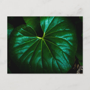 Glossy Green Leaf with Radiating Veins Close Up Postcard