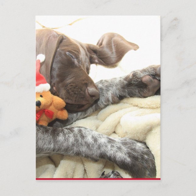 Glossy Grizzly Christmas Pointer Holiday Postcard (Front)