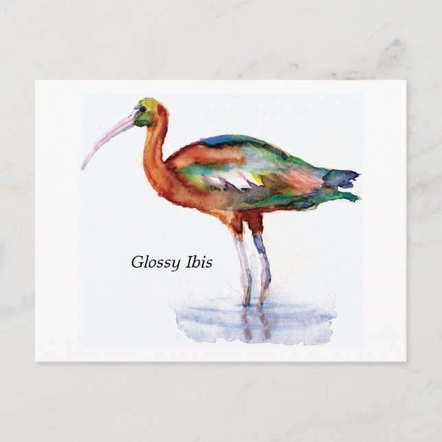 Glossy Ibis postcard (Front)