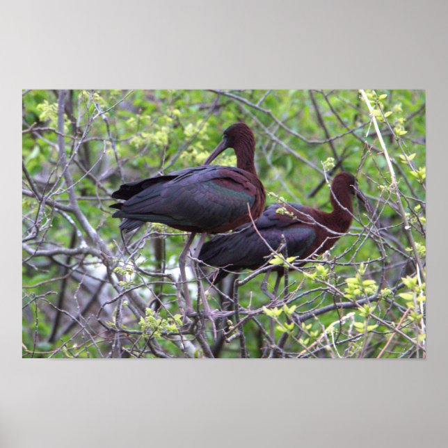 Glossy Ibis Poster (Front)
