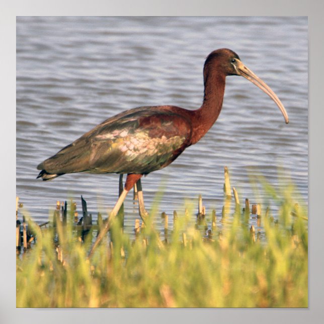Glossy Ibis  Poster (Front)