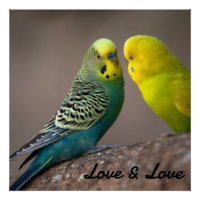 Glossy Poster Love Black Colour Text Birds Image