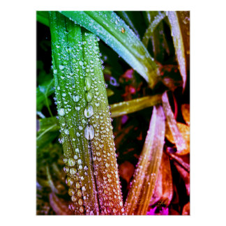 Glossy poster, splash colours raindrops on leaves. poster