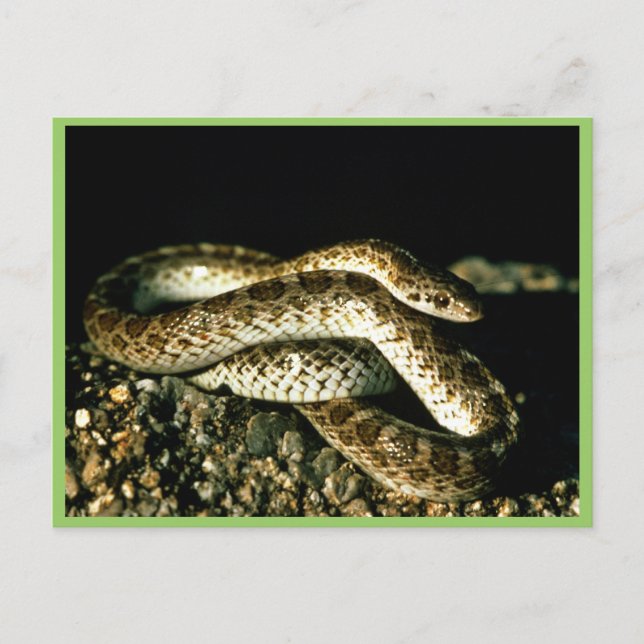 Glossy Snake Postcard (Front)