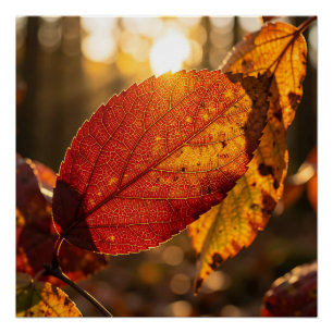 Glowing Autumn Leaf Backlit Forest Closeup Poster