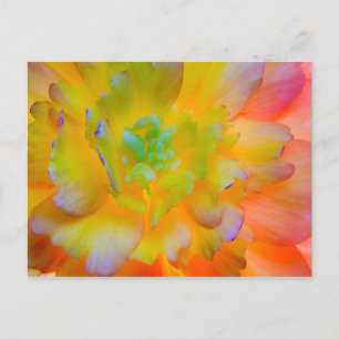 Glowing Begonia Blossom   Seabeck, WA Postcard