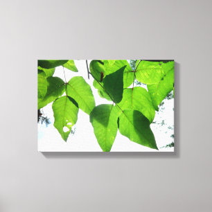 Glowing birch leaves Stretched Canvas Print