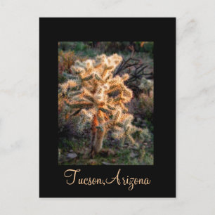 Glowing Cholla Tucson, Arizona Postcard