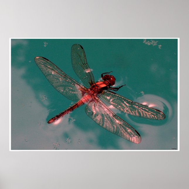 Glowing Dragonfly Poster (Front)