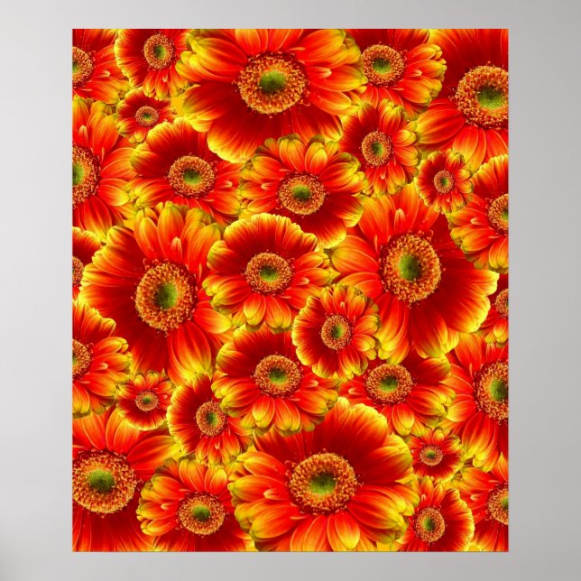 Glowing Gerbera Daisies Poster (Front)