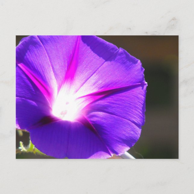 Glowing Heart Postcard (Front)