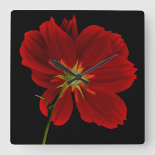 Glowing in Darkness/Red Gerbera Photography Square Wall Clock