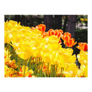 Glowing in Sunshine Photo Print