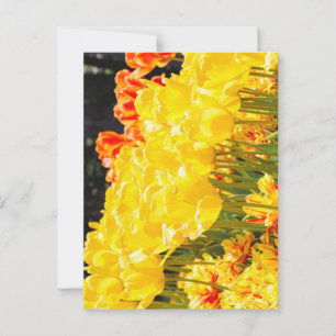 Glowing in Sunshine Postcard
