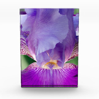 Glowing Iris Nature / Floral / Botanical Photo Block