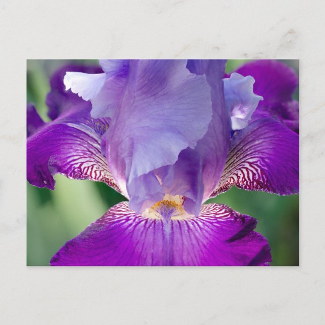 Glowing Iris Nature / Floral / Botanical Photo Postcard (Front)