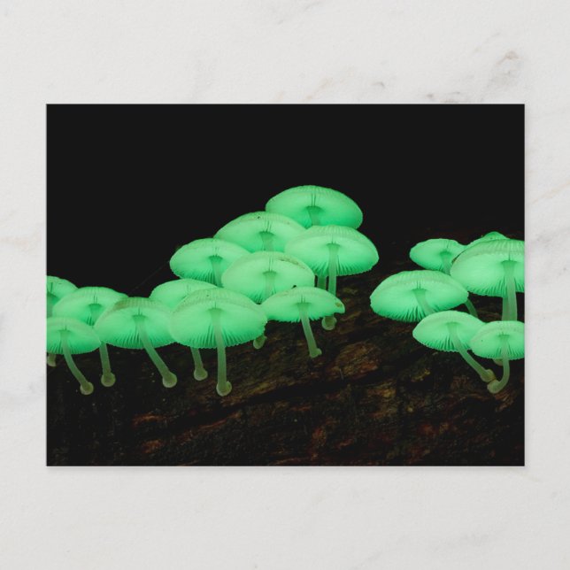 Glowing Mushrooms Postcard (Front)