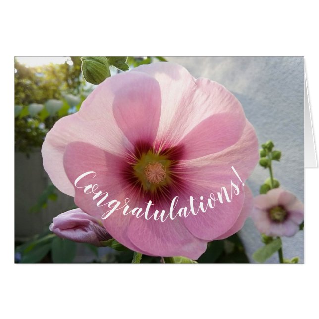 Glowing Pink Hollyhock Flower Congratulations Card (Front Horizontal)