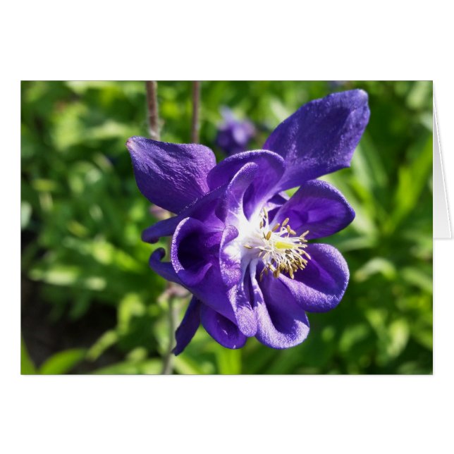 glowing purple flower (Front Horizontal)