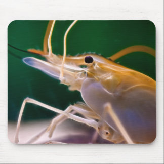 Glowing Shrimp - Mousepad