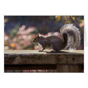 Glowing Squirrel Greeting Card