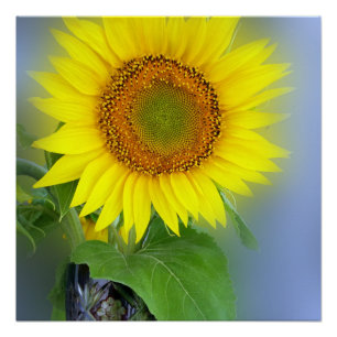 glowing sunflower poster