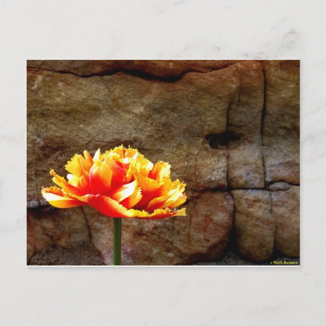 Glowing Tulip Postcard (Front)
