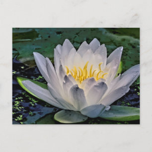 Glowing White Lotus flower Postcard