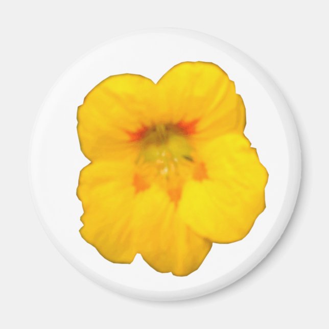 Glowing Yellow Nasturtium Flower Magnet (Front)