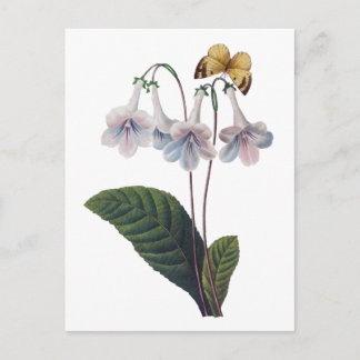 Gloxinia by Pierre Joseph Redoute Postcard
