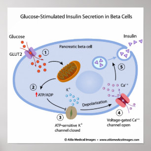 Glucose induces insulin secretion in beta cells poster