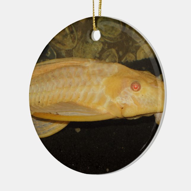 Glyptoperichthys gibbiceps ceramic tree decoration (Left)