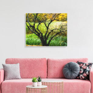 Gnarled Autumn Karelian Birch Tree Canvas Print
