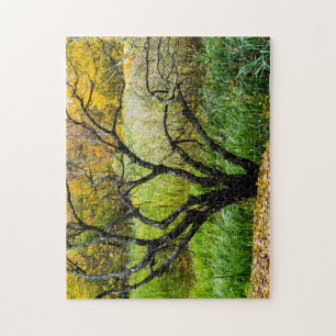 Gnarled Autumn Karelian Birch Tree Jigsaw Puzzle
