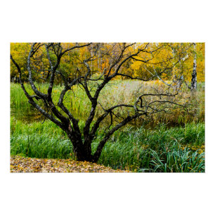 Gnarled Autumn Karelian Birch Tree Poster