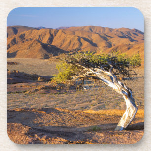 Gnarled Tree And Desert Lands, Richtersveld Coaster