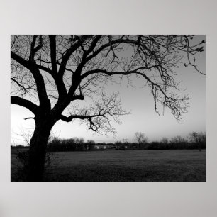 Gnarled Tree Poster