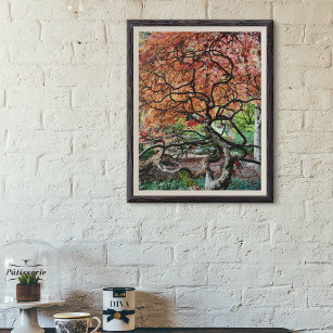 Gnarly Twisted Japanese Maple Tree Photo Poster