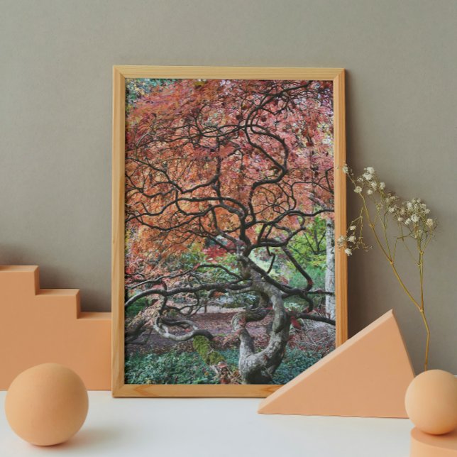 Gnarly Twisted Japanese Maple Tree Poster (In Situ)