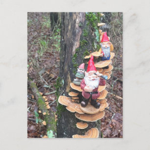 Gnomes and the turkey tail mushrooms postcard