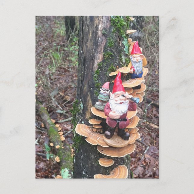 Gnomes and the turkey tail mushrooms postcard (Front)