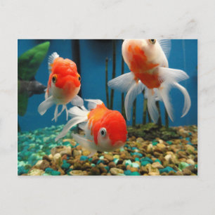 Go Fish Postcard
